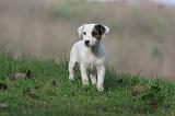 JACK RUSSEL 282